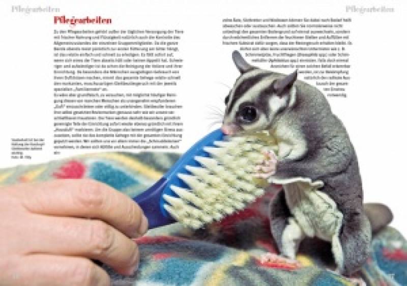 Preview: Der Sugar Glider